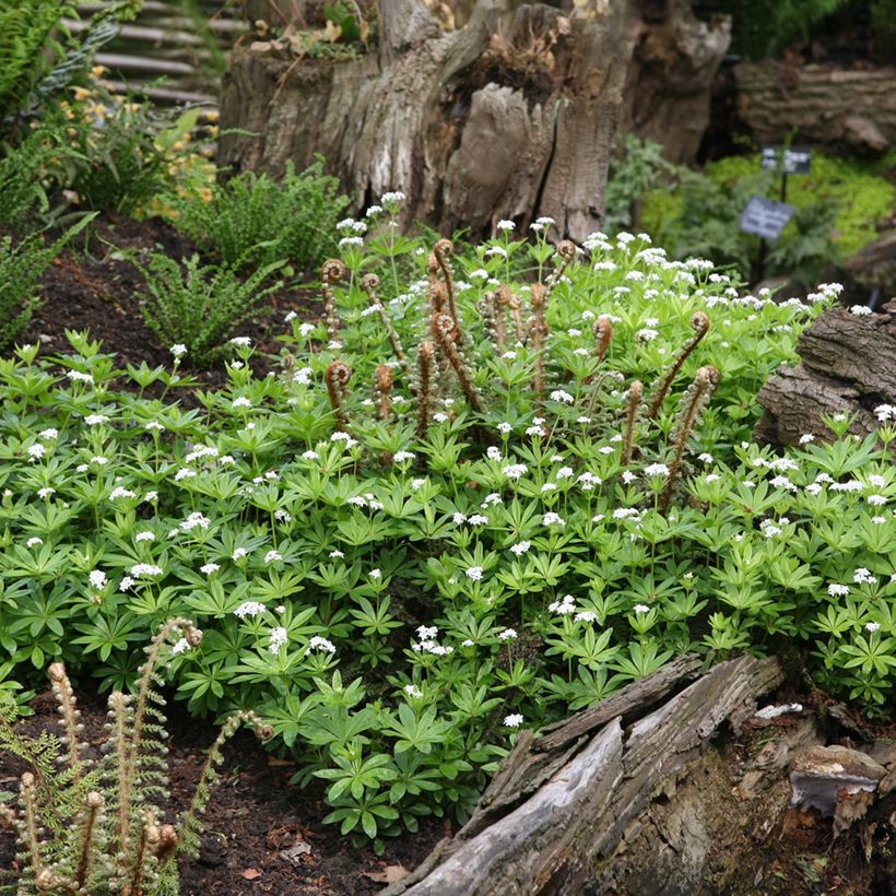 Tuoksumatara - Galium odoratum (Kasvutapa)