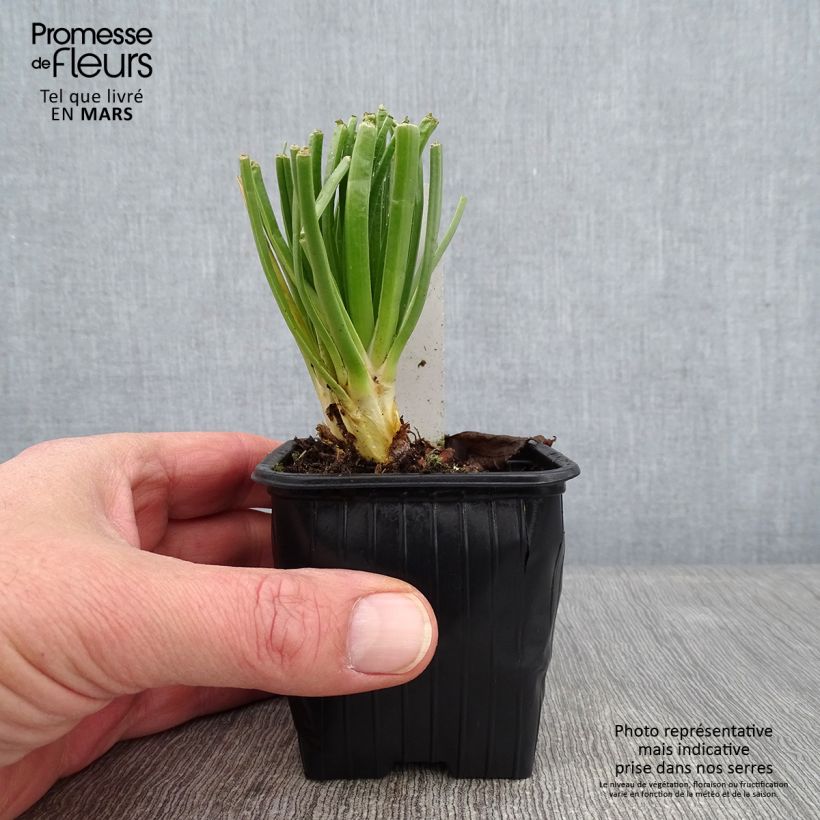 Esimerkki talvella toimitetusta Valkosoihtu - Asphodelus albus 8/9 cm taimiruukku-taimesta