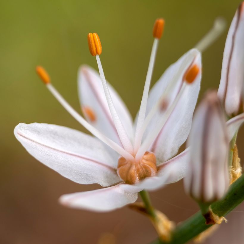 Valkosoihtu - Asphodelus albus (Kukinta)