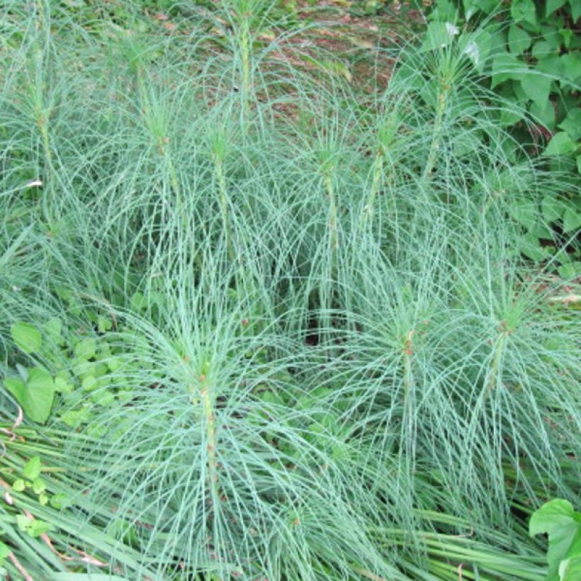 Adriansoihtu - Asphodeline liburnica (Lehvistö)
