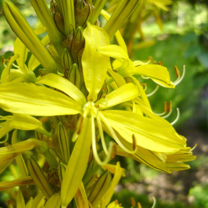 Adriansoihtu - Asphodeline liburnica (Kukinta)