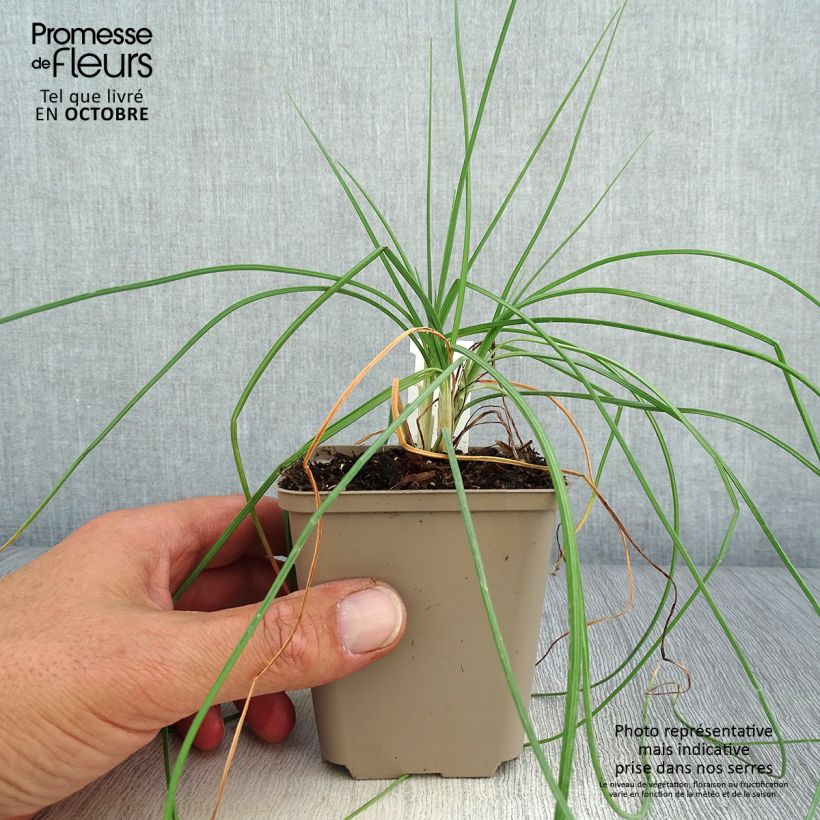 Esimerkki syksyllä toimitetusta Adriansoihtu - Asphodeline liburnica 8/9 cm taimiruukku-taimesta