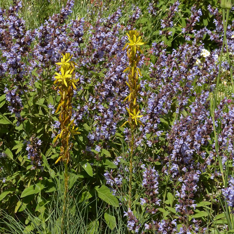 Adriansoihtu - Asphodeline liburnica (Kasvutapa)