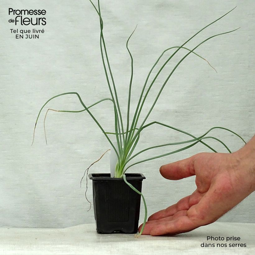 Esimerkki kesällä toimitetusta Keltasoihtu - Asphodeline lutea Taimiruukku 7/8 cm-taimesta