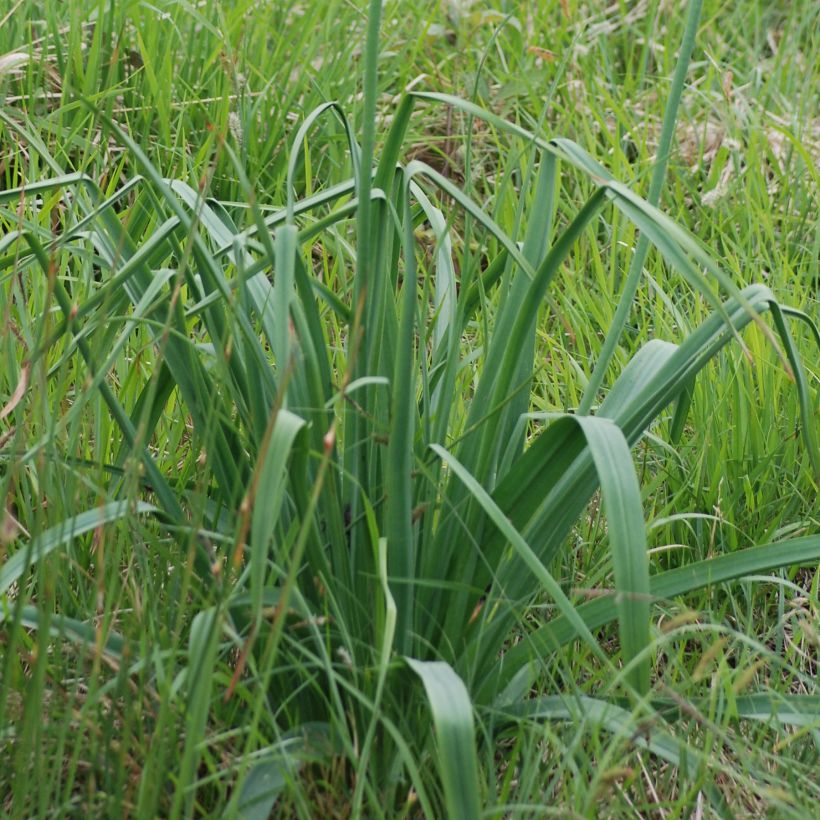 Valkosoihtu - Asphodelus albus (Lehvistö)