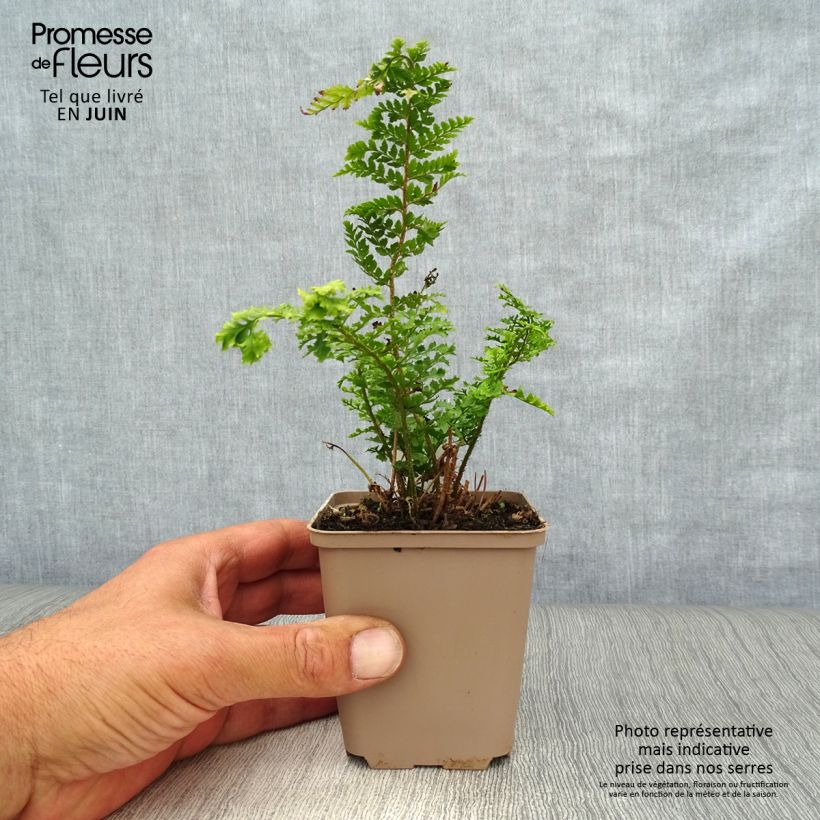 Esimerkki kesällä toimitetusta Kilpihärkylä Proliferum Wollastonii Godet de 8/9 cm-taimesta