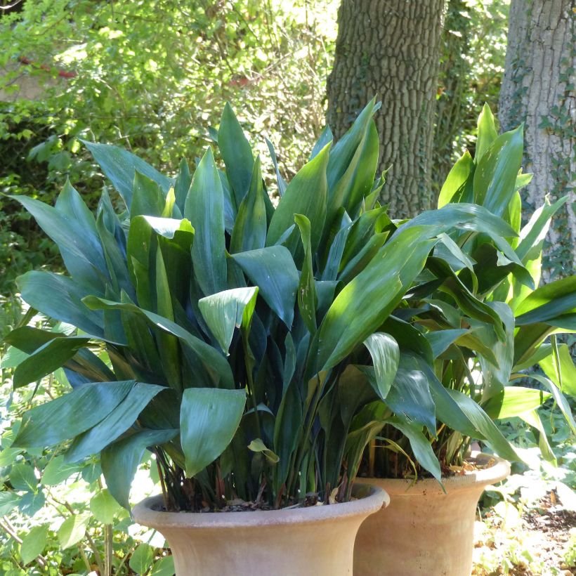 Tuonenkielo - Aspidistra elatior (Kasvutapa)