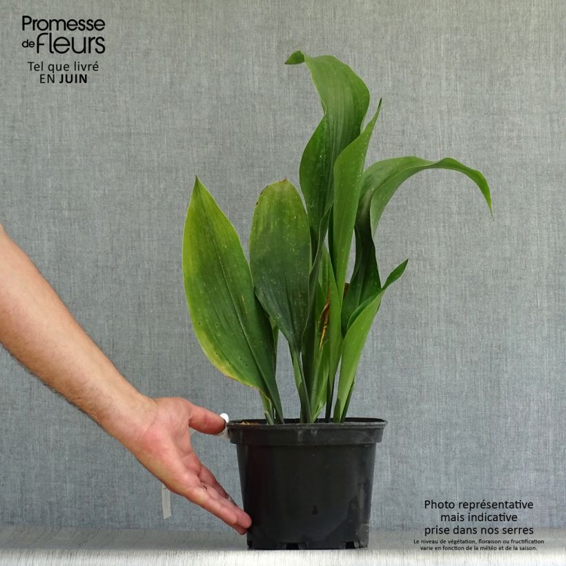 Esimerkki kesällä toimitetusta Tuonenkielo - Aspidistra elatior Pot de 2L/3L-taimesta