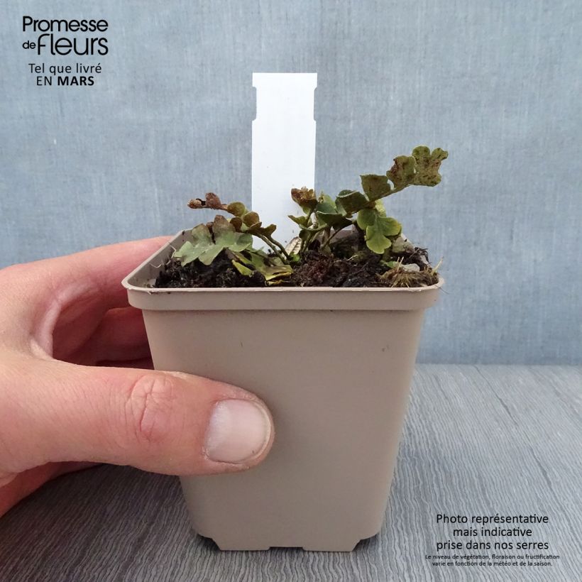 Esimerkki keväällä toimitetusta Raunioinen - Asplenium ceterach Godet de 8/9 cm-taimesta