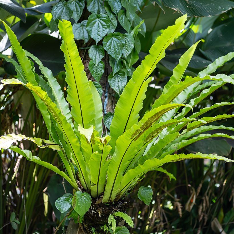Pesäraunioinen - Asplenium nidus (Kasvutapa)