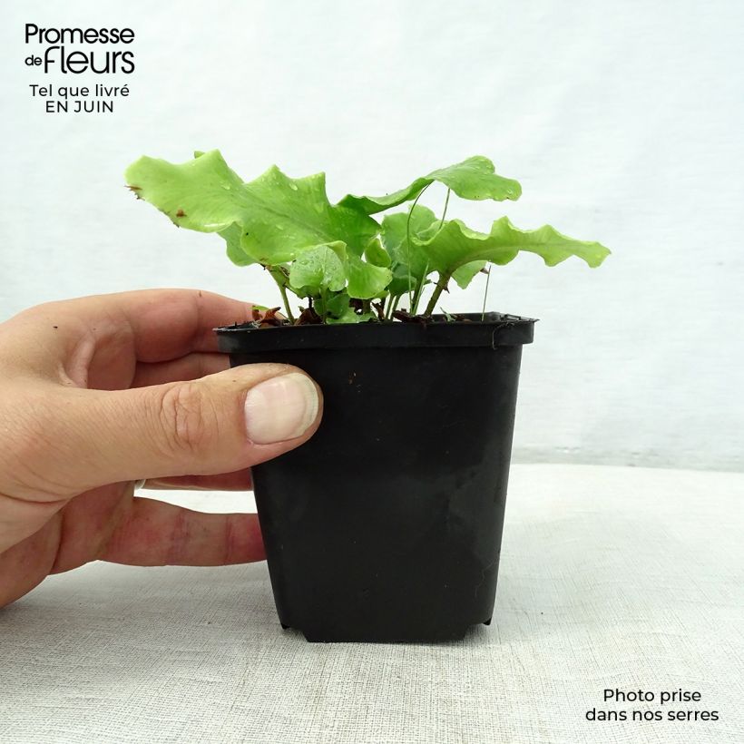 Esimerkki kesällä toimitetusta Hirvenkieli Cristatum Group Taimiruukku 8/9 cm-taimesta