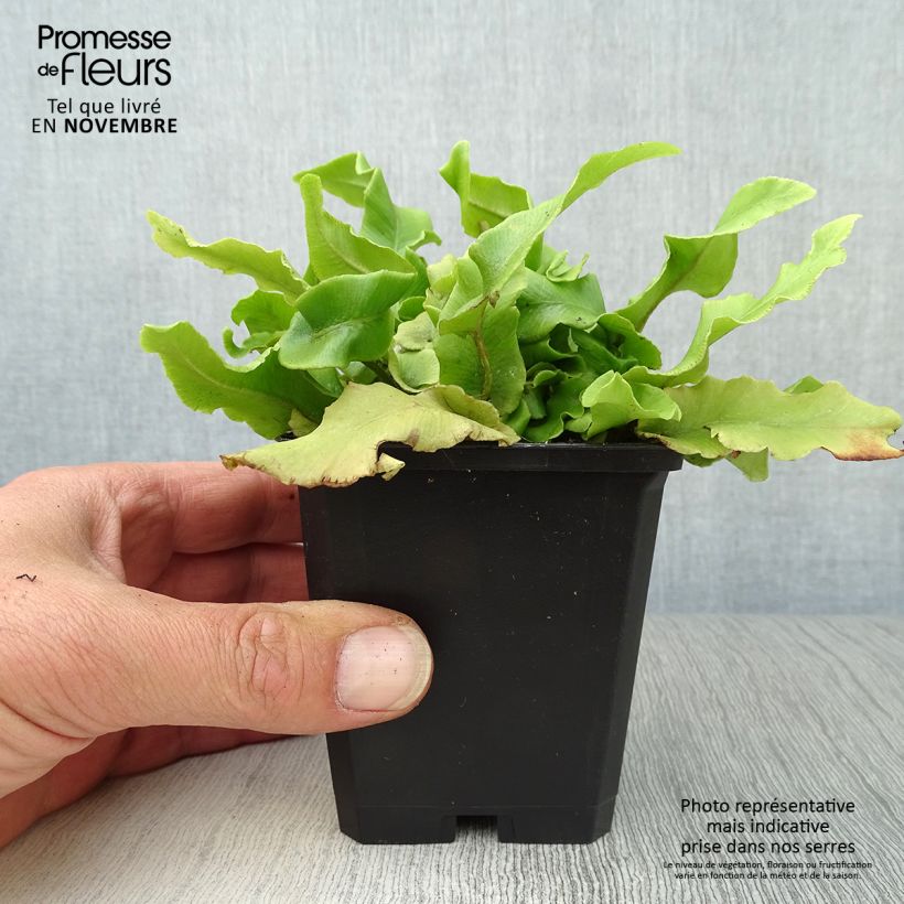 Esimerkki syksyllä toimitetusta Hirvenkieli Undulatum Group 8/9 cm taimiruukku-taimesta