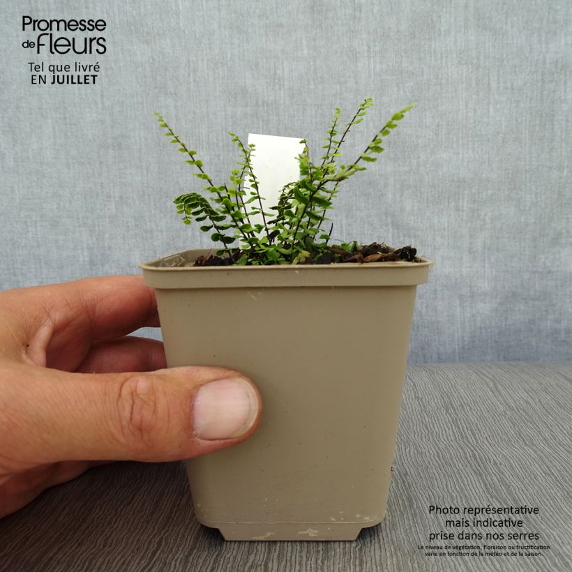 Esimerkki kesällä toimitetusta Kalliotummaraunioinen - Asplenium trichomanes Godet de 8/9 cm-taimesta