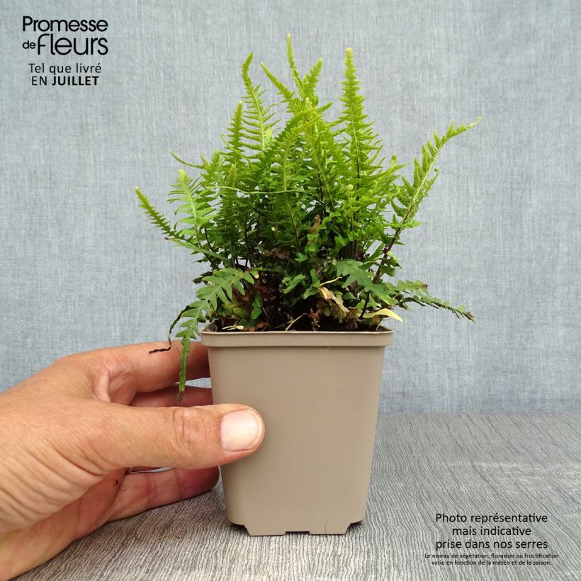 Esimerkki kesällä toimitetusta Raunioinen - Asplenium x ebenoides Taimiruukku 8/9 cm-taimesta