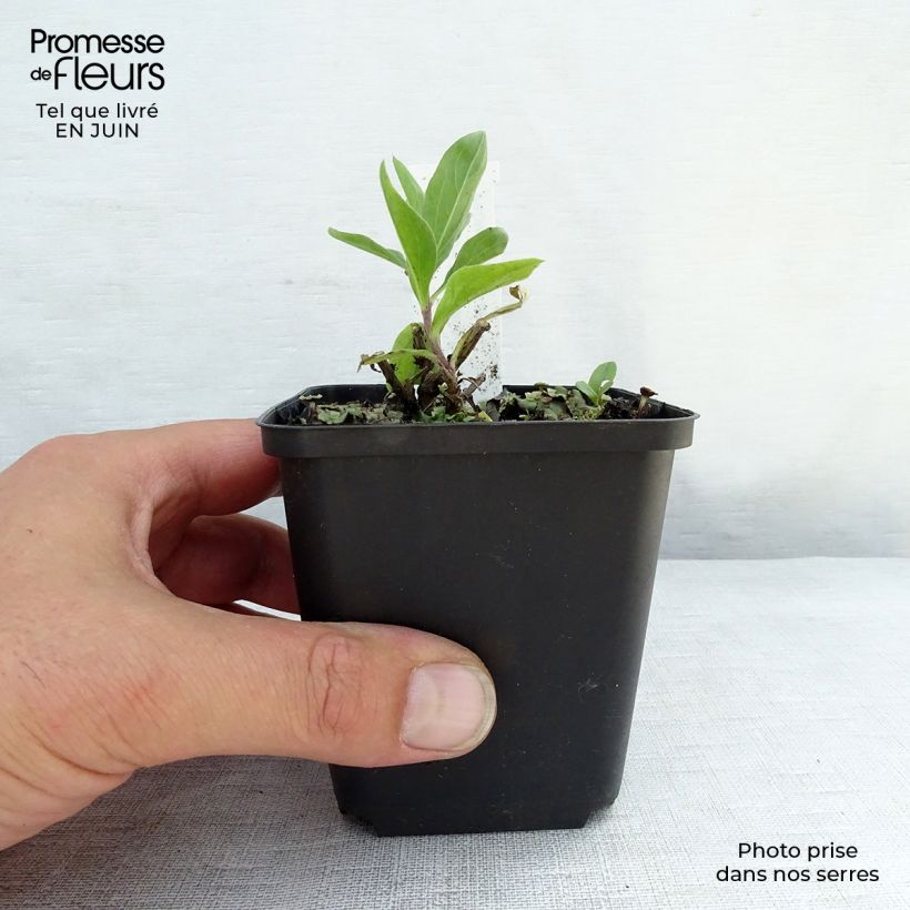 Esimerkki kesällä toimitetusta Syysasteri JS Bart's Blue Beauty Godet de 8/9 cm-taimesta