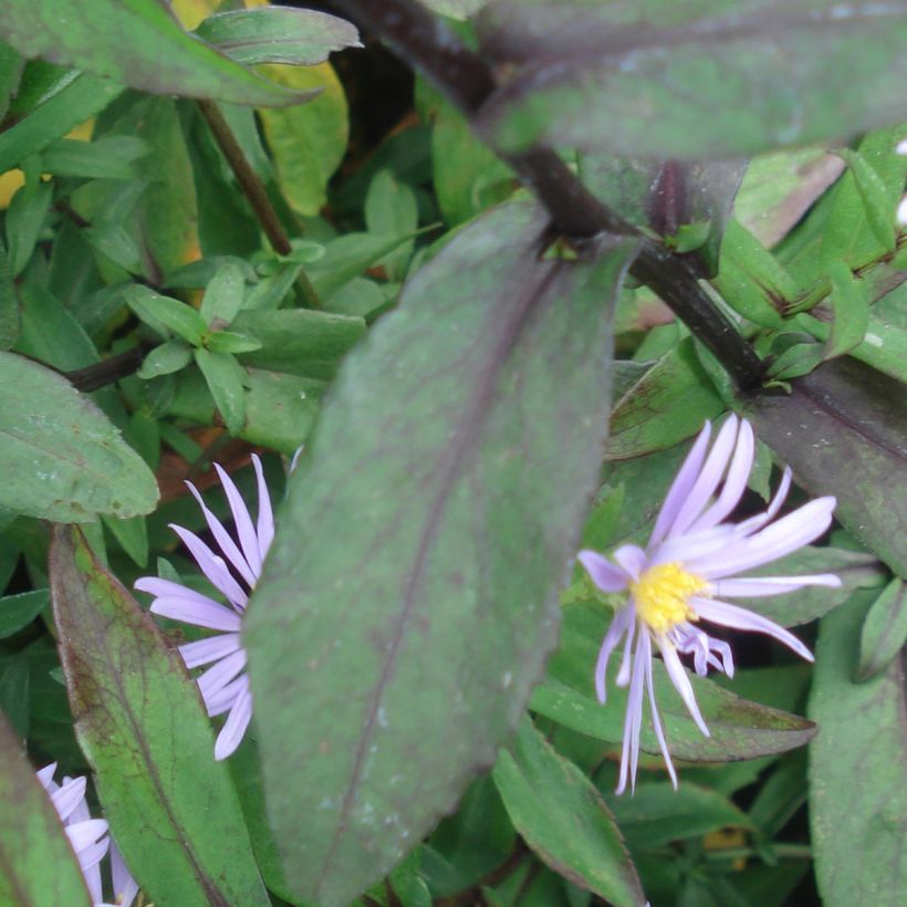 Siloasteri Calliope (Lehvistö)