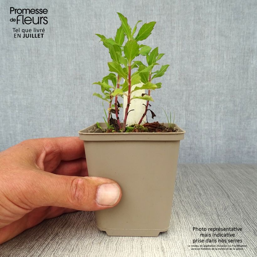 Esimerkki kesällä toimitetusta Pursuasteri Eleven purple Godet de 8/9 cm-taimesta