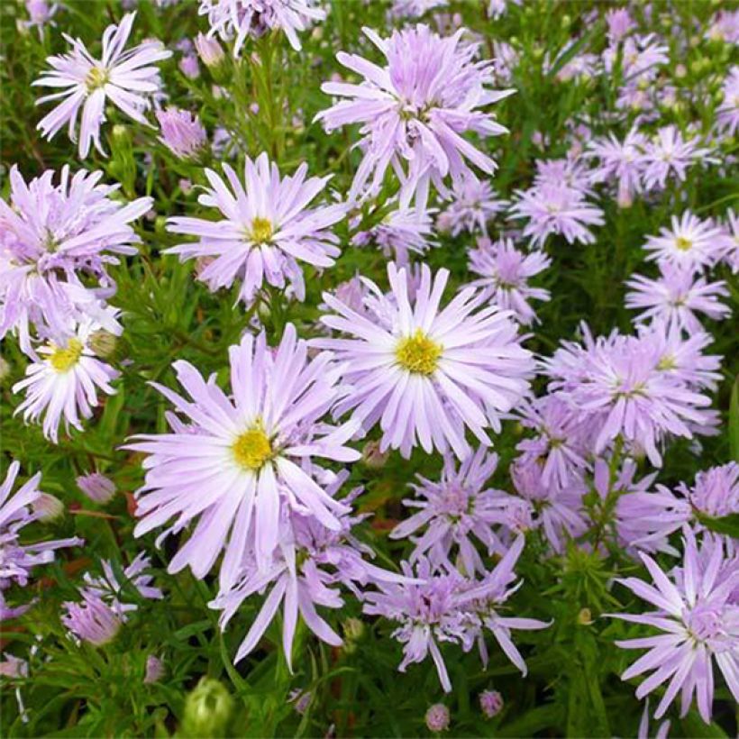 Syysasteri Rosenquarz (Kukinta)