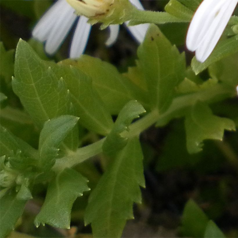 Pursuasteri Ashvi (Lehvistö)