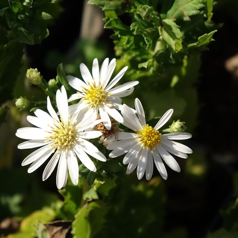 Pursuasteri Ashvi (Kukinta)