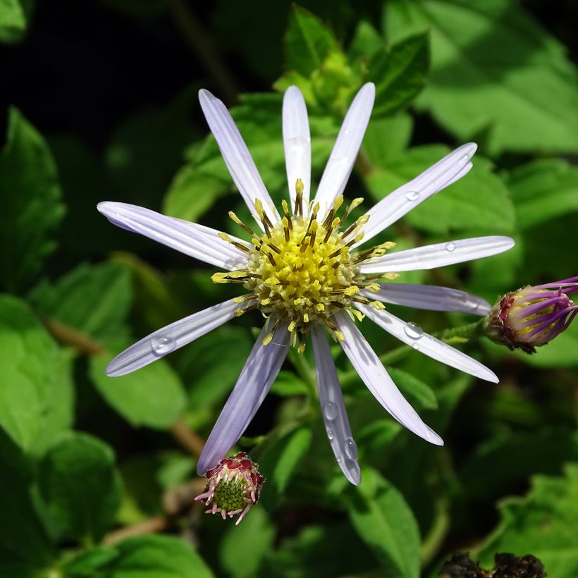 Pursuasteri Asran (Kukinta)