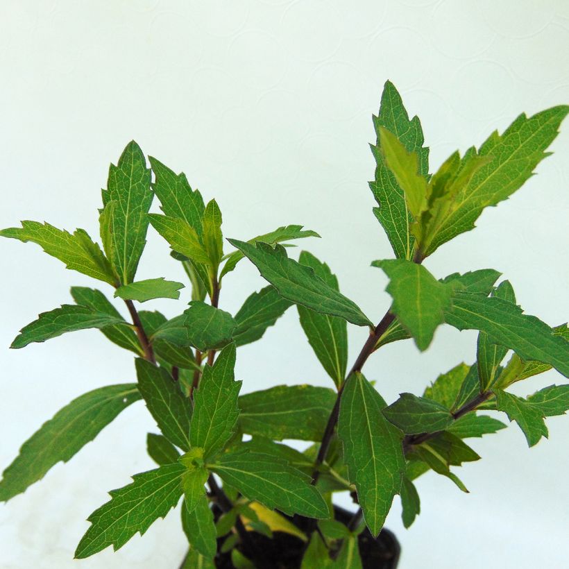 Pursuasteri Ezo Murasaki (Lehvistö)