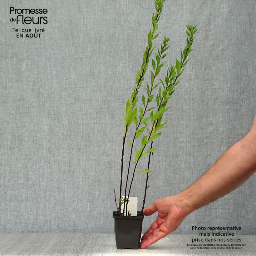 Esimerkki kesällä toimitetusta Pursuasteri Ezo Murasaki Godet de 8/9 cm-taimesta