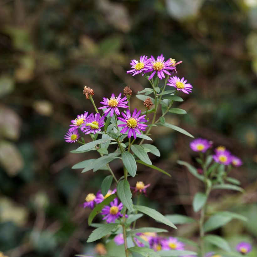 Pursuasteri Ezo Murasaki (Kukinta)