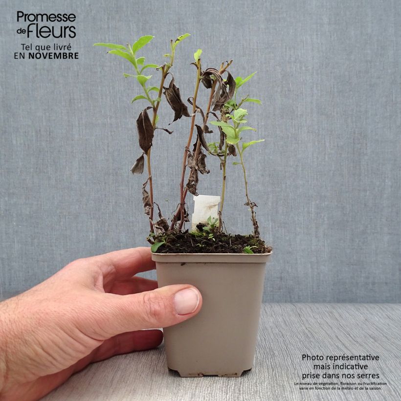 Esimerkki syksyllä toimitetusta Pursuasteri Stardust 8/9 cm taimiruukku-taimesta