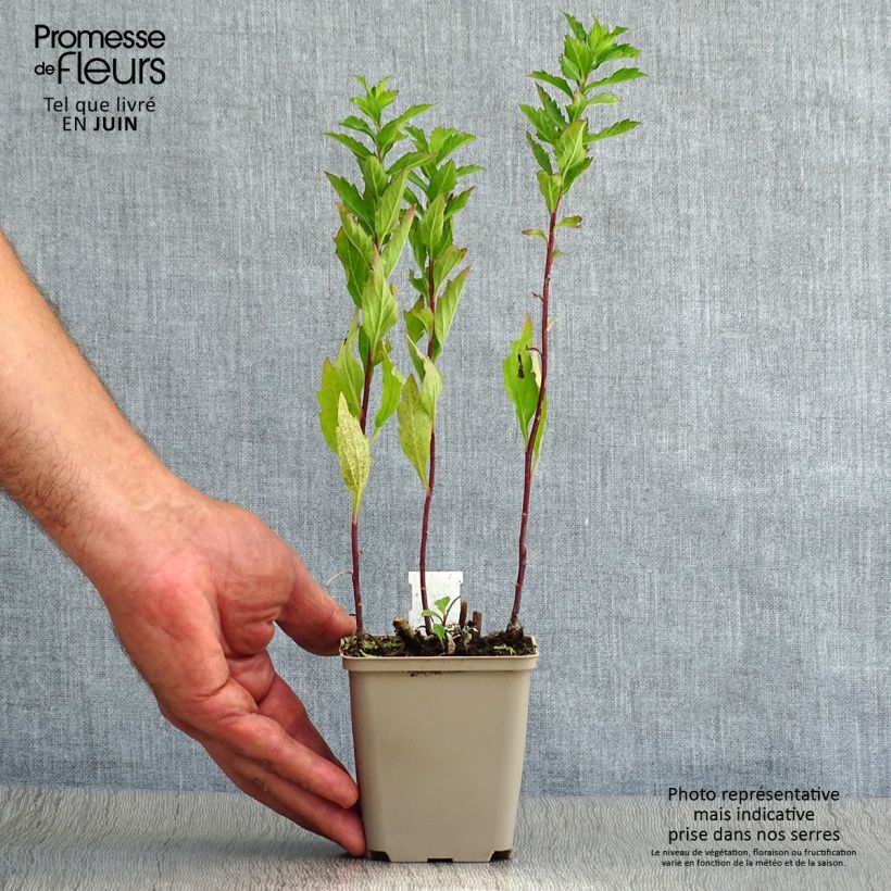Esimerkki kesällä toimitetusta Pursuasteri Stardust Godet de 8/9 cm-taimesta