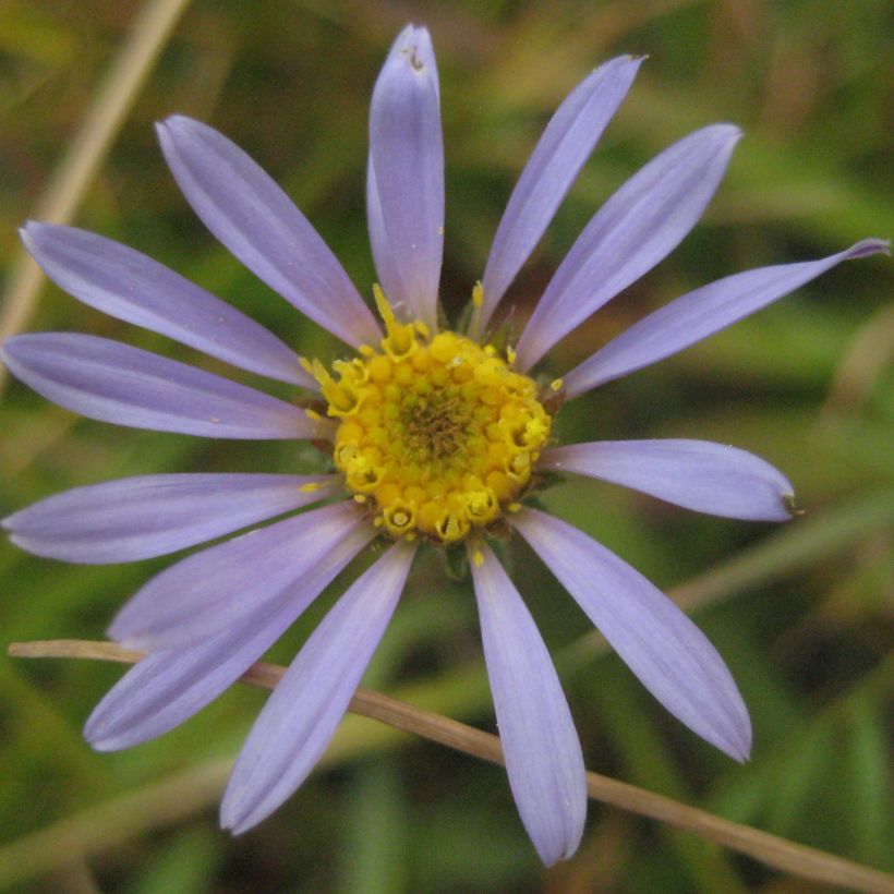 Syysasteri - Aster alpigenus var. andersonii (Kukinta)