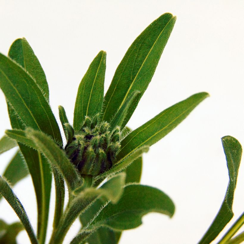 Vuoriasteri Albus (Lehvistö)