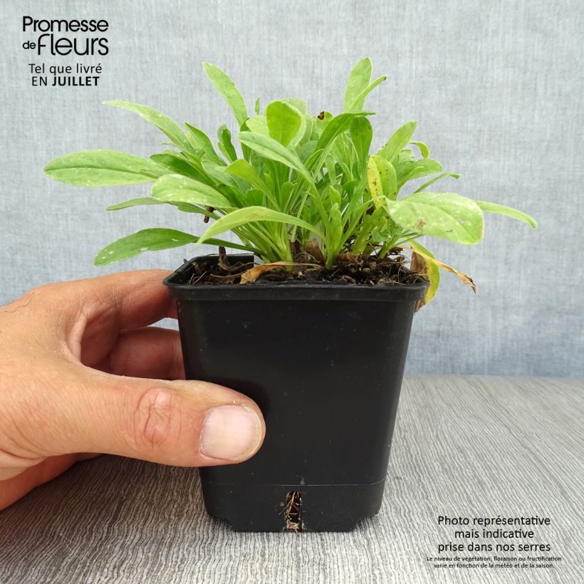 Esimerkki kesällä toimitetusta Vuoriasteri Albus Godet de 8/9 cm-taimesta