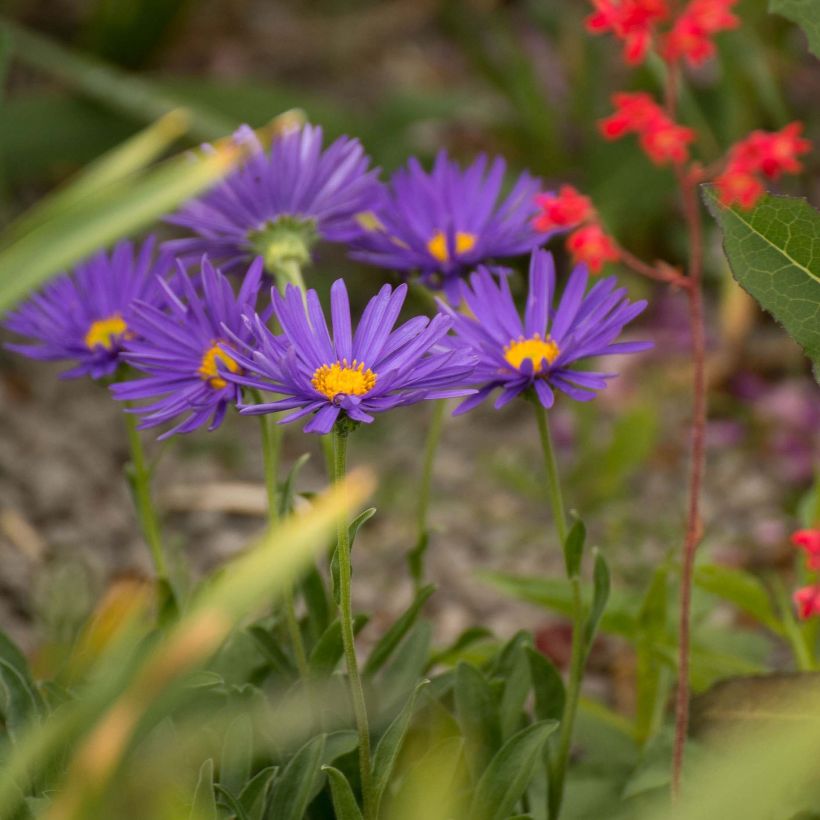 Vuoriasteri Blue Beauty (Kasvutapa)