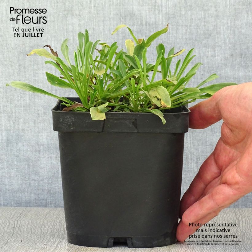 Esimerkki kesällä toimitetusta Vuoriasteri Dunkle Schöne Pot de 2L/3L-taimesta
