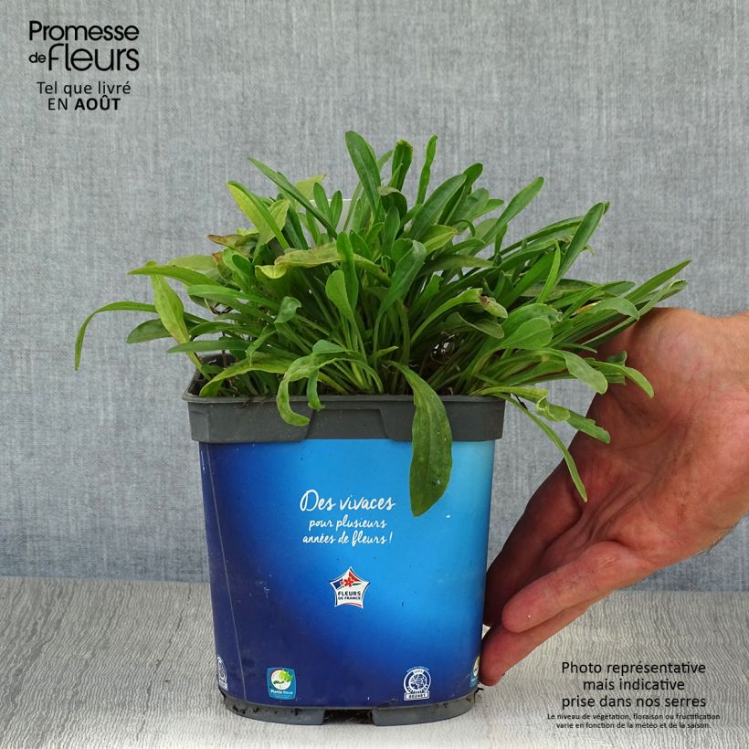 Esimerkki kesällä toimitetusta Vuoriasteri Goliath Pot de 2L/3L-taimesta