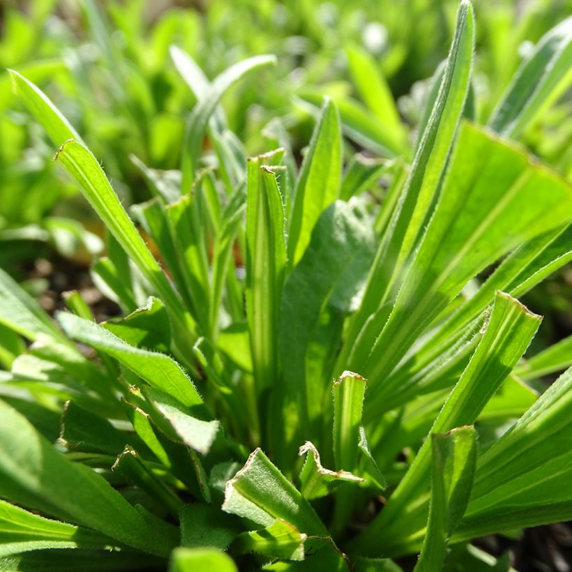 Vuoriasteri Pinkie (Lehvistö)