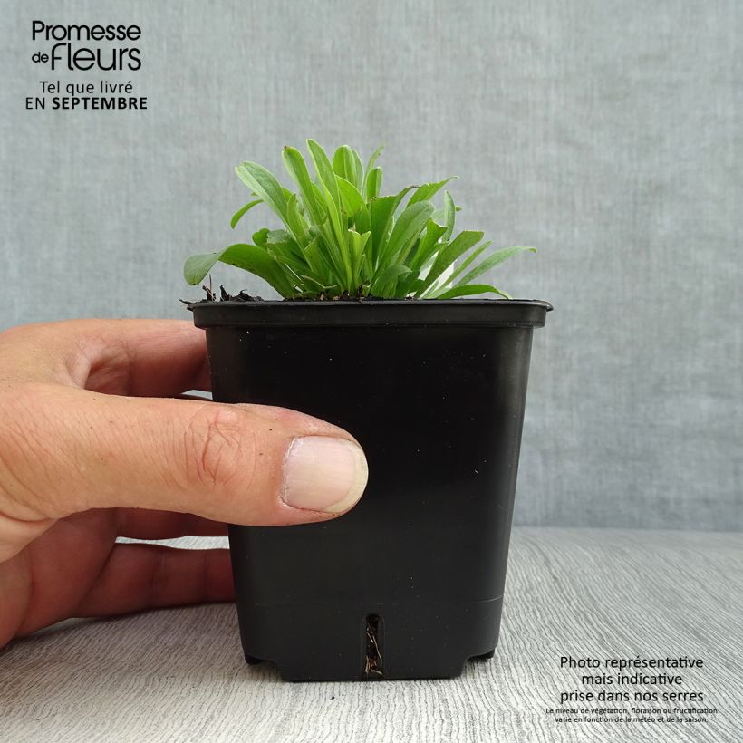 Esimerkki syksyllä toimitetusta Vuoriasteri Pinkie 8/9 cm taimiruukku-taimesta