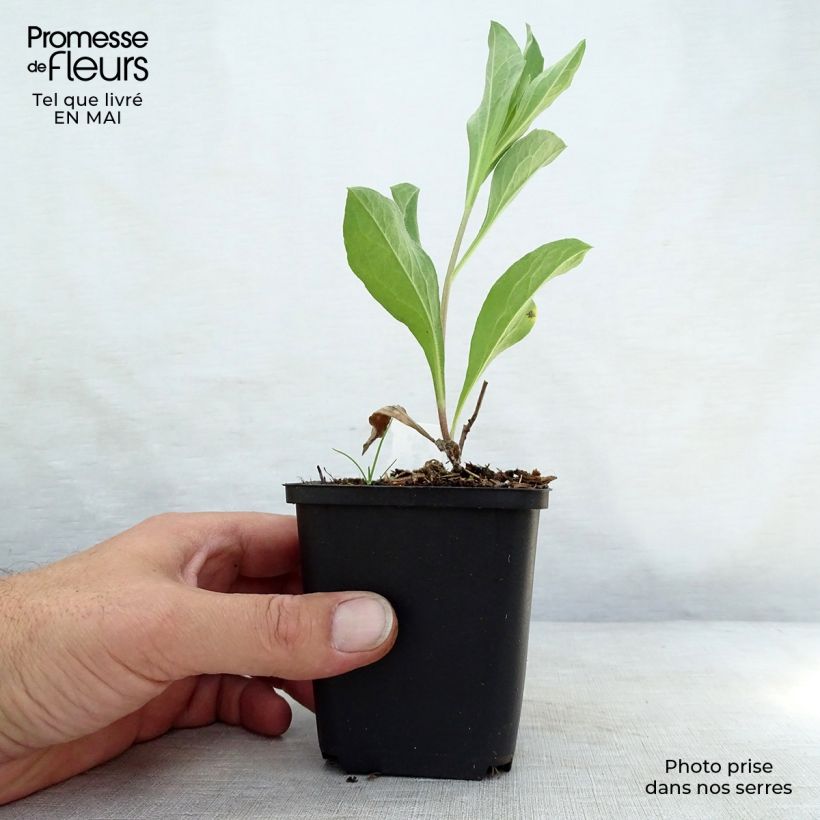 Esimerkki keväällä toimitetusta Elokuunasteri Blue King Godet de 8/9 cm-taimesta