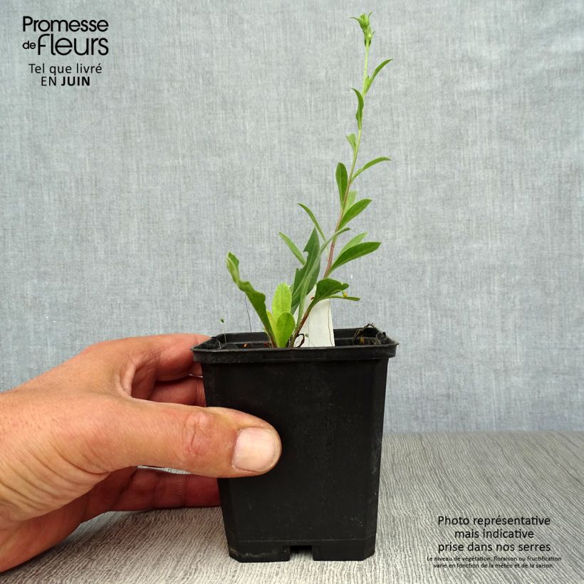 Esimerkki kesällä toimitetusta Elokuunasteri Veilchenkönigin - Violet Queen Taimiruukku 8/9 cm-taimesta