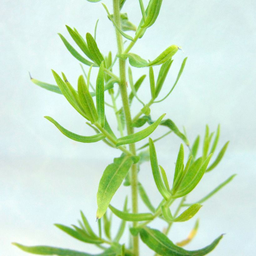 Syysasteri Kylie (Foliage)