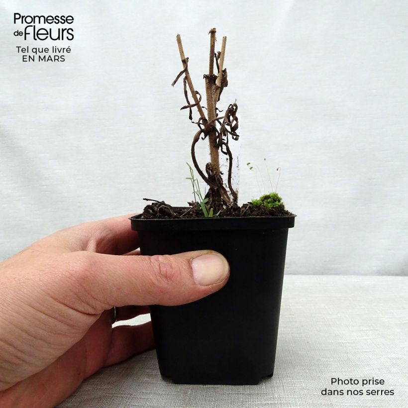 Example of Syysasteri Kylie Godet de 8/9 cm as you get in printemps