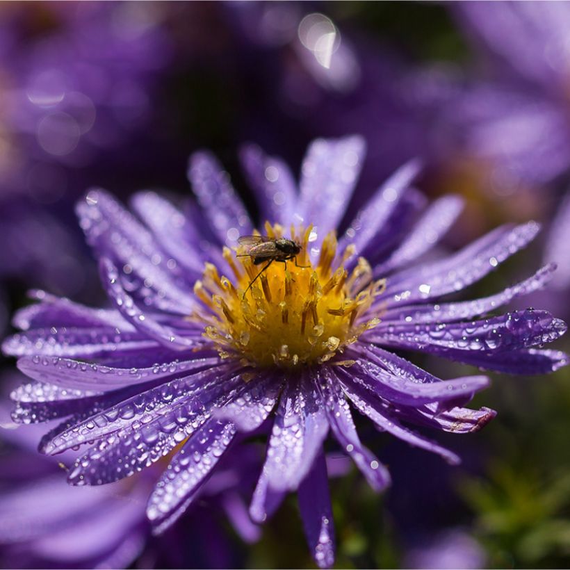 Syysasteri - Aster azureus (Kukinta)