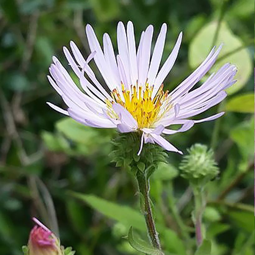 Syysasteri - Aster carolinianus (Kukinta)