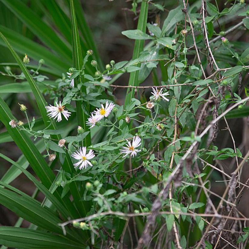 Syysasteri - Aster carolinianus (Kasvutapa)