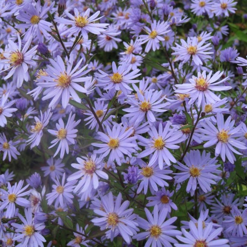 Hertta-asteri Blue Heaven (Kasvutapa)