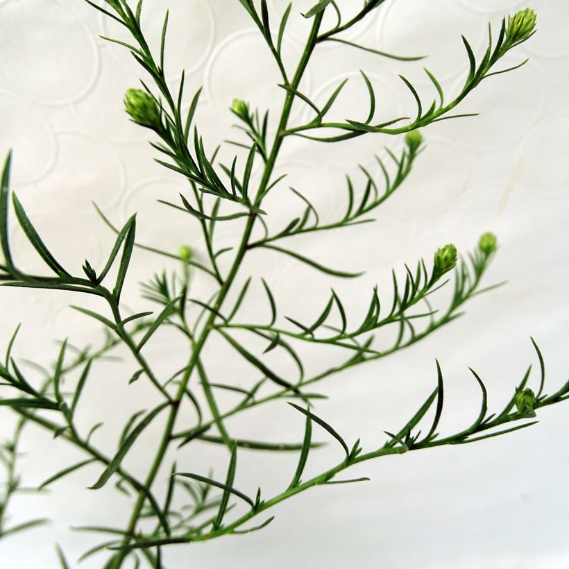 Syysasteri - Aster datschii (Lehvistö)
