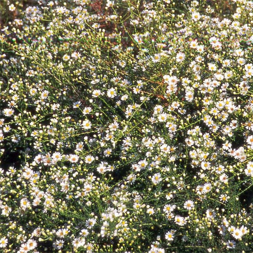 Syysasteri - Aster datschii (Kukinta)