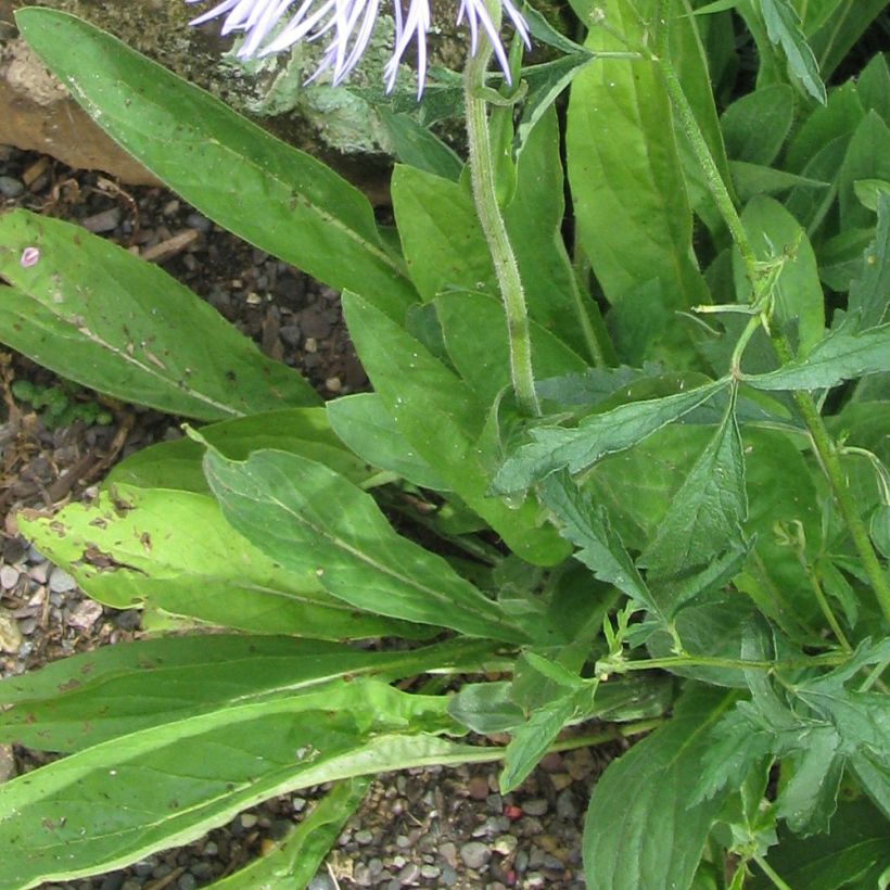 Syysasteri - Aster diplostephioides (Lehvistö)