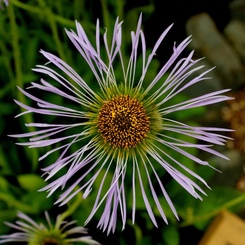 Syysasteri - Aster diplostephioides (Kukinta)